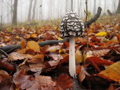 Vöröslistás gombák 3. helyezett