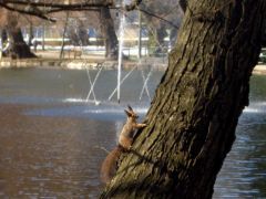 Mókus a csónakázó tónál