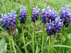 Fürtös gyöngyikék