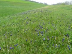 Fürtös gyöngyikék, természetes élőhelyükön