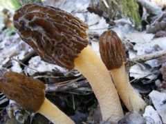 A hatvani kiserdő gombái