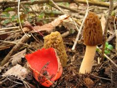 Osztrák csésze, ifj. és id. cseh kucsma...