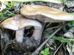 Lila pereszke - tavasszal