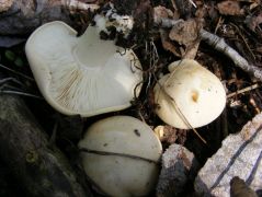 Hatvan környékén már ekkorák!