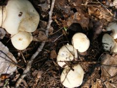 "Hatvan is volt egy folyásban"- májusi pereszke