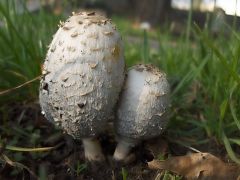 Gyapjas tintagombák