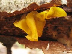 Egy újabb aranyos rezgőgomba