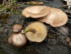 Fagyálló likacsosgomba