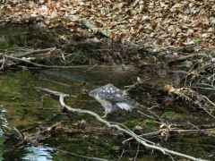 Karvaly a vízen - iszik, vagy halászik?