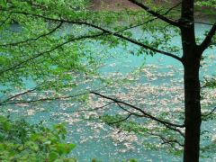 A tengerszem tavaszi színei