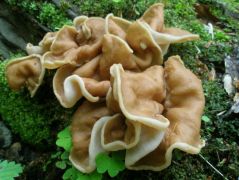 Gyromitra parma - újra előkerült!