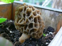 A függőkertben találtam!