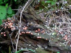 Húsvörös nyálkagomba