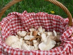 Piroska kis kosárkája...