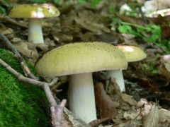 Már a galambgombák is előbújtak