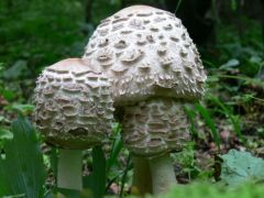 Az első piruló őzlábgombák