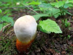 Fiatal pecsétviaszgombák (a 2010. év gombája)