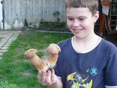 Első idei nyári vargányánk