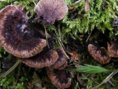 Talán ibolyás egyrétűtapló?