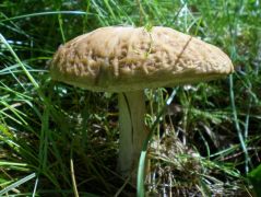 Megjelentek az első érdestinórúk is