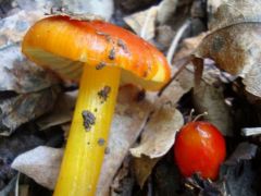 Színváltó nedűgomba