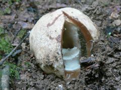 Meglékelt erdei szömörcsög tojás