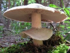 Nem két kalap - gallér!