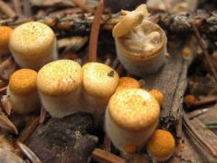 Tégelygomba - ritkán látott apróságok