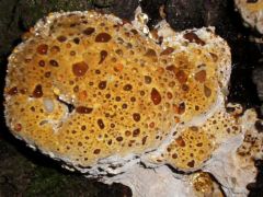 Könnyező rozsdástapló