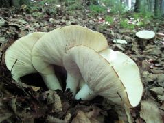 Keserűgombák és a kecsesség...