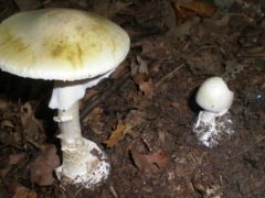 Gyilkos galóca (halálosan mérgező!)