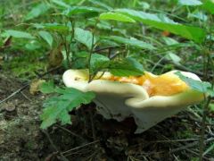 Fiatal pecsétviaszgomba - centrikus lesz?