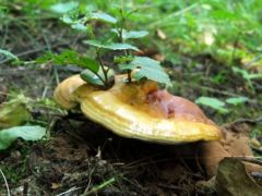 Pecsétviaszgomba, belenőtt csemetékkel