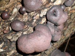 Fejlődő szenes gömbgombák