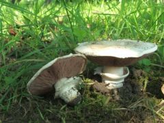 Ízletes csiperkék az út mentén