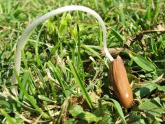 Pusztai álkérészgomba