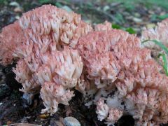 Rózsáságú korallgomba