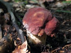 Vörösbarna vargánya