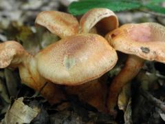 Vöröspikkelyes pókhálósgomba