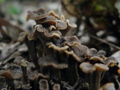 Fodros áltrombitagombák