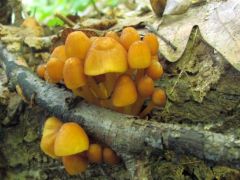 Aranyló kígyógomba