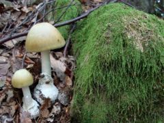 Bujkáló gyilkosok...