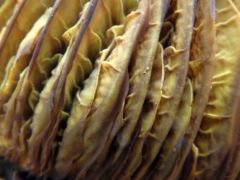 Lemezestinórú lemezei közelnézetben