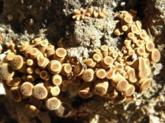 Potypinka utánpótlás