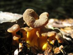 Sárgatönkű rókagomba