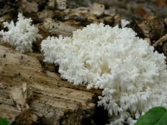 Megjelentek a petrezselyengombák