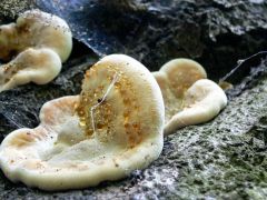 Gyantás kérgestapló