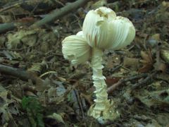 Egy jól álcázott gyilkos galóca...