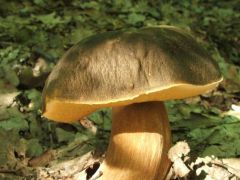 Vargányák dísze - kár, hogy kukacos volt