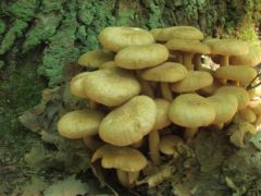 Csuprosgomba - tulajdonképpen őt kerestük